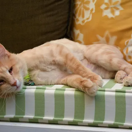 Ubytování v soukromí Gaja Ayvalı